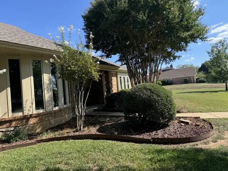 Front yard mulch bed around a crape myrtle with crisp edging and freshly cut turf