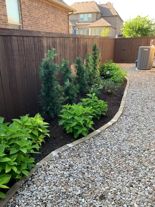 Gravel path with steel edging beside an evergreen and hosta bed
